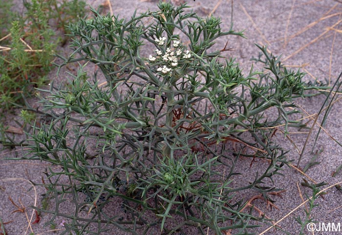 Echinophora spinosa