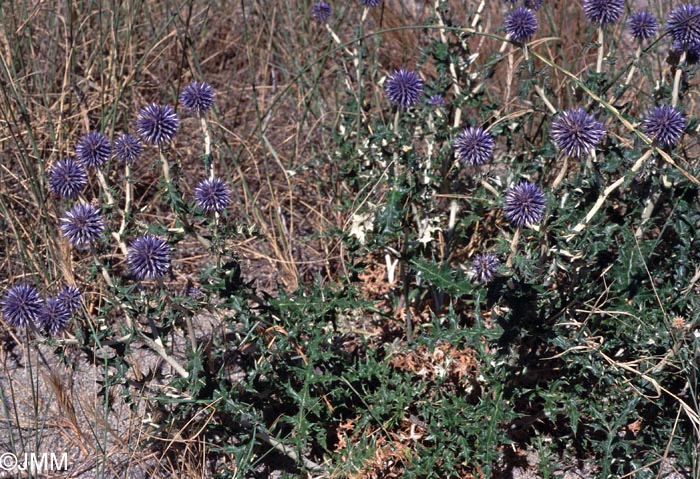 Echinops ritro