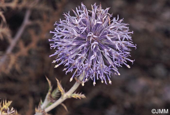 Echinops ritro