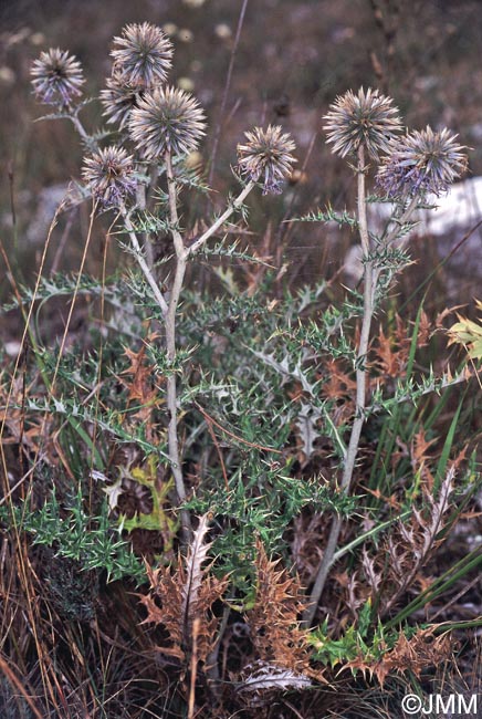 Echinops ritro