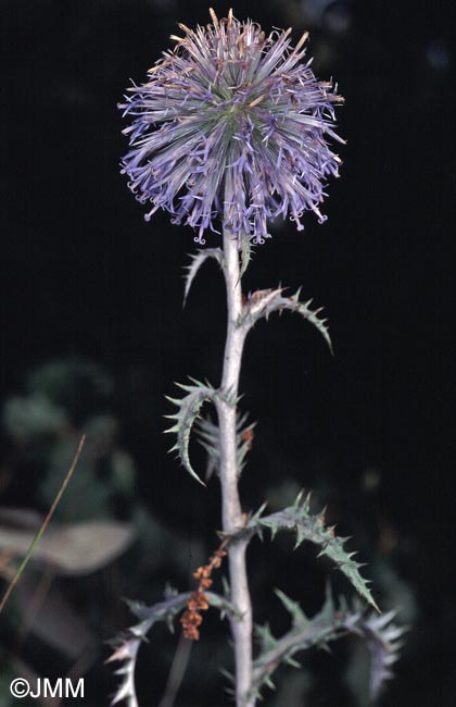 Echinops ritro