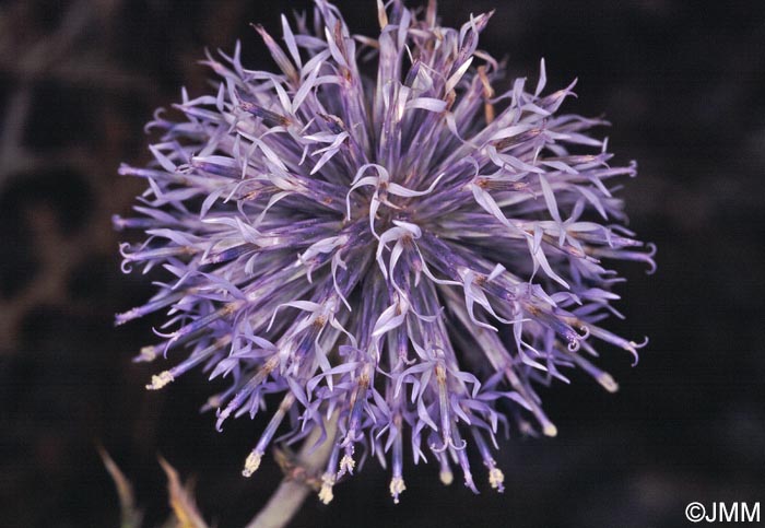 Echinops ritro