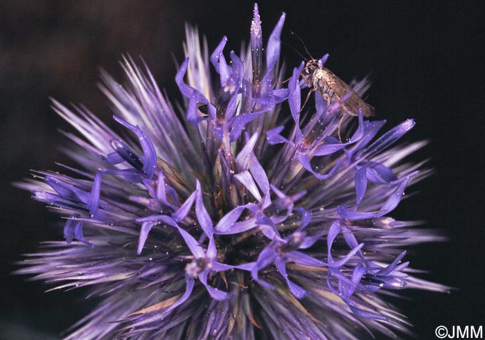 Echinops ritro