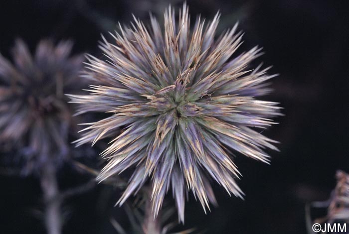 Echinops ritro