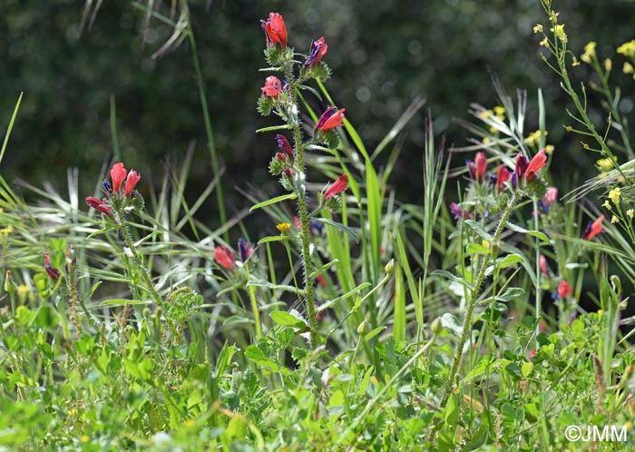 Echium creticum