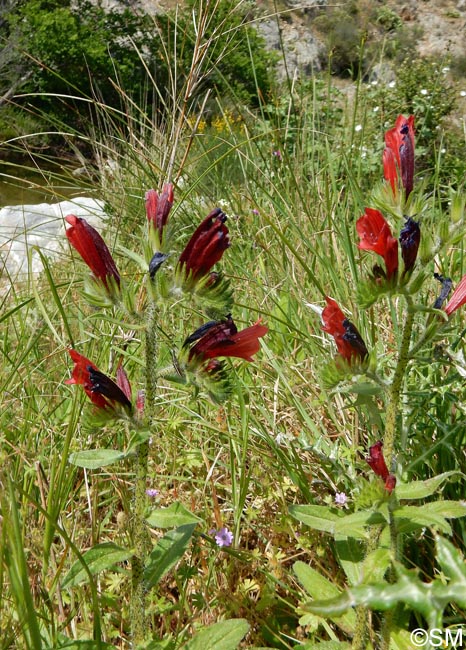 Echium creticum