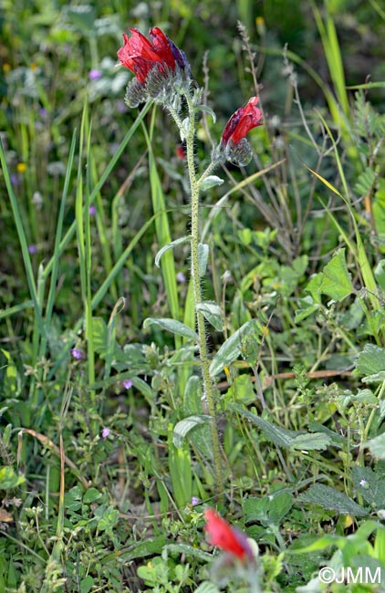 Echium creticum