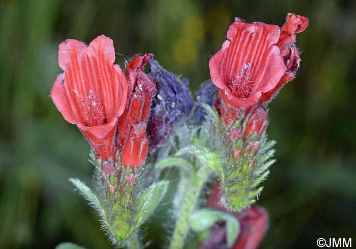 Echium creticum