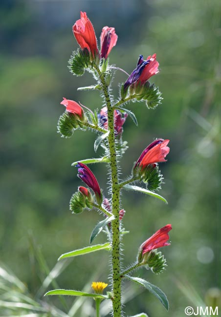 Echium creticum