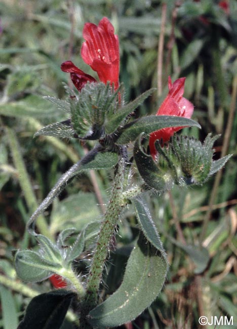 Echium creticum