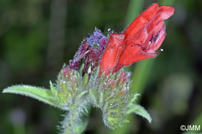 Echium creticum