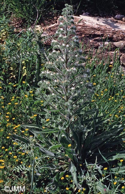 Echium italicum