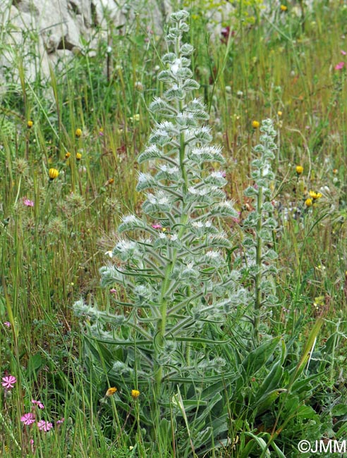 Echium italicum