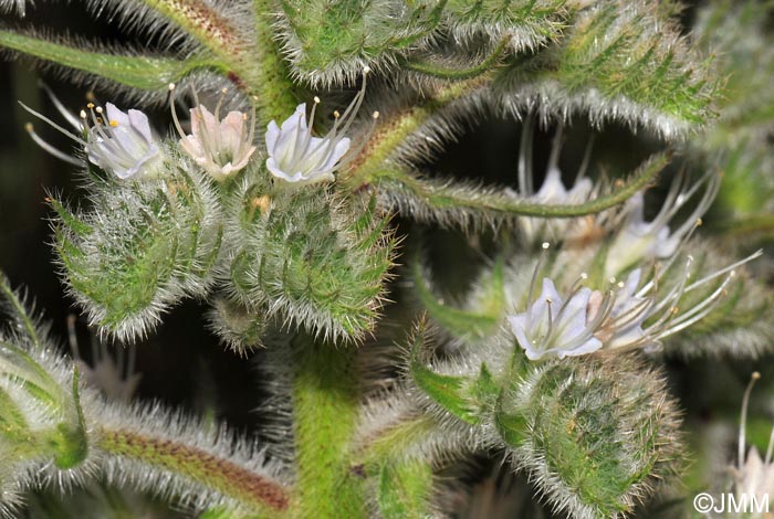 Echium italicum