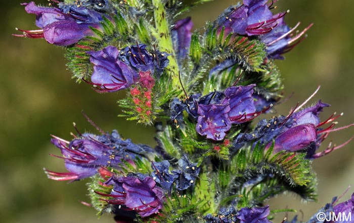 Echium vulgare