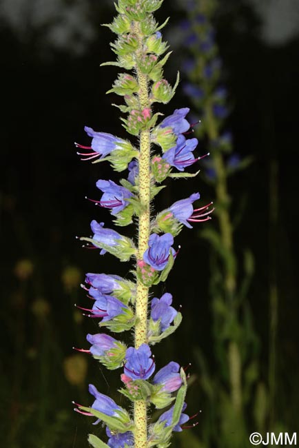 Echium vulgare