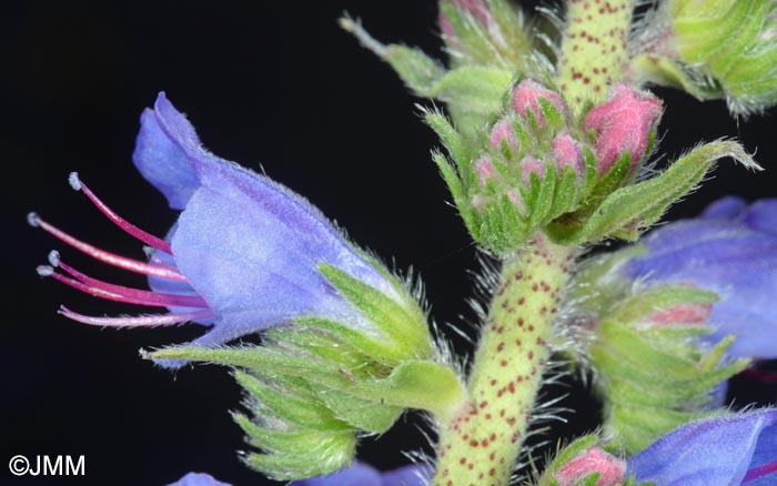 Echium vulgare