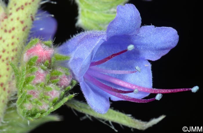 Echium vulgare