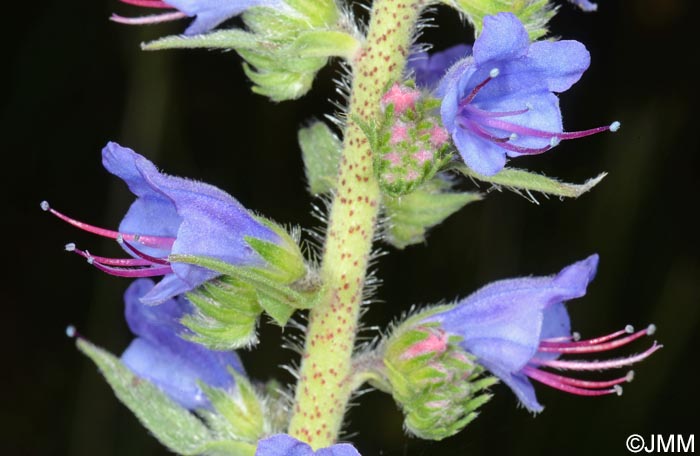 Echium vulgare