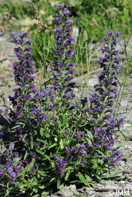 Echium vulgare