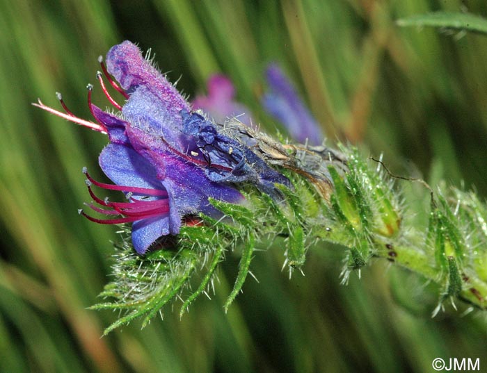 Echium vulgare