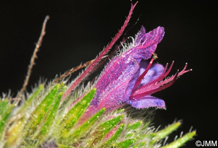 Echium vulgare