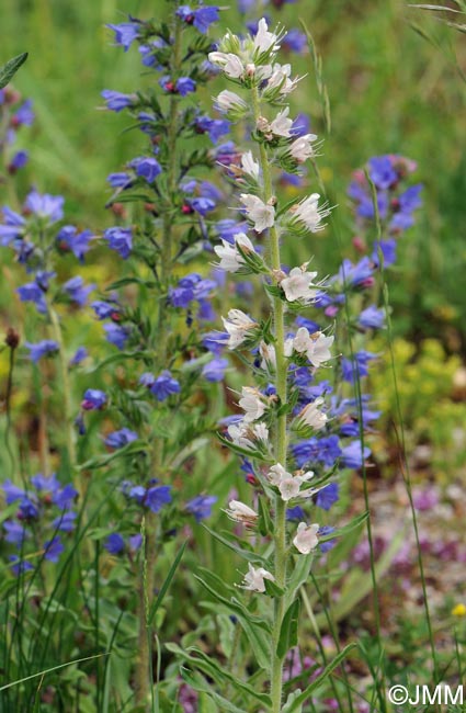 Echium vulgare