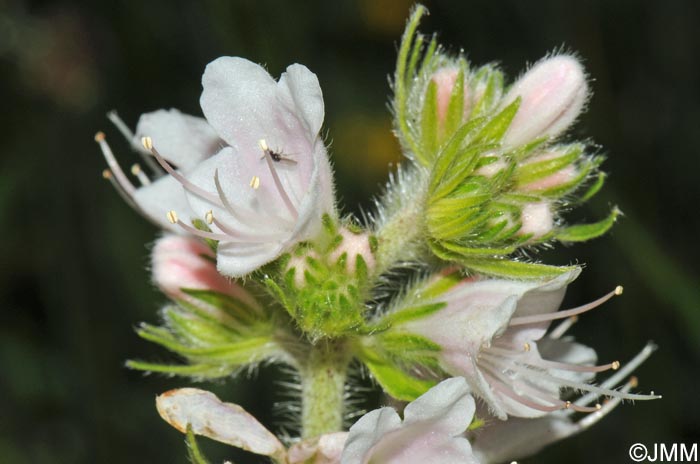 Echium vulgare