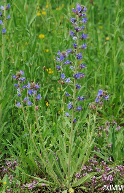 Echium vulgare