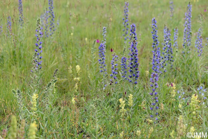 Echium vulgare