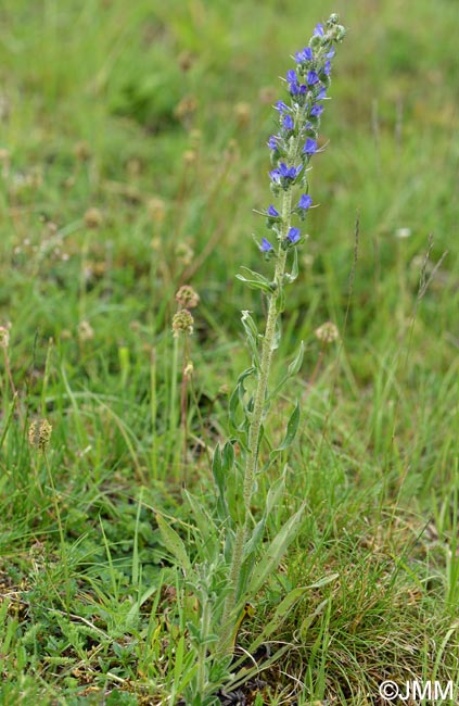 Echium vulgare