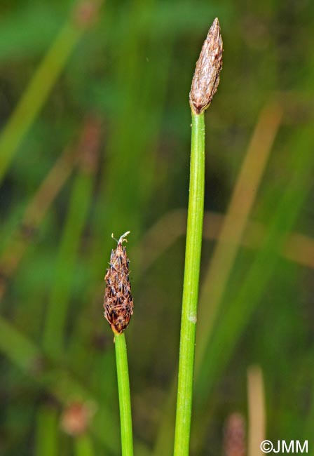 Eleocharis palustris