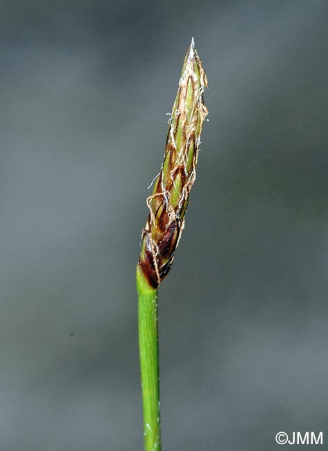 Eleocharis palustris