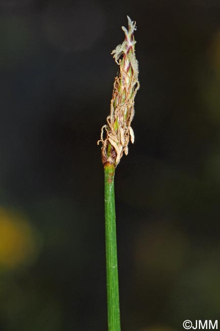 Eleocharis palustris