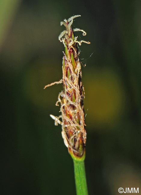 Eleocharis palustris