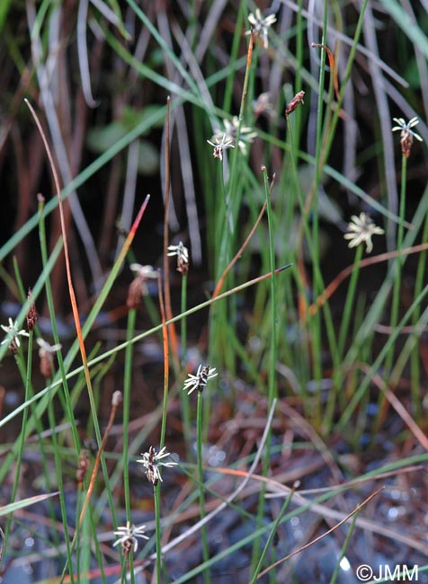 Eleocharis quinqueflora