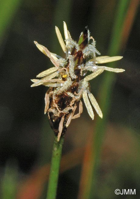 Eleocharis quinqueflora