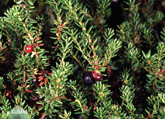 Empetrum nigrum subsp. hermaphroditum