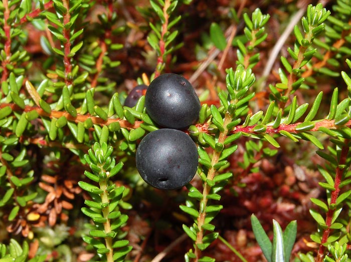 Empetrum nigrum subsp. nigrum