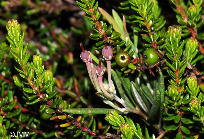Empetrum nigrum subsp. nigrum & Andromeda polifolia