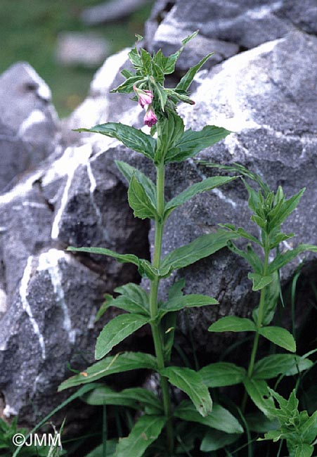 Epilobium alpestre