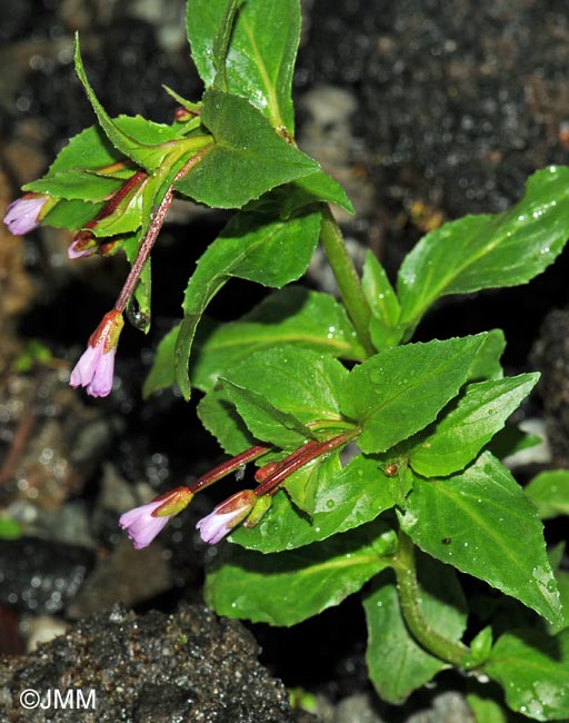 Epilobium alsinifolium