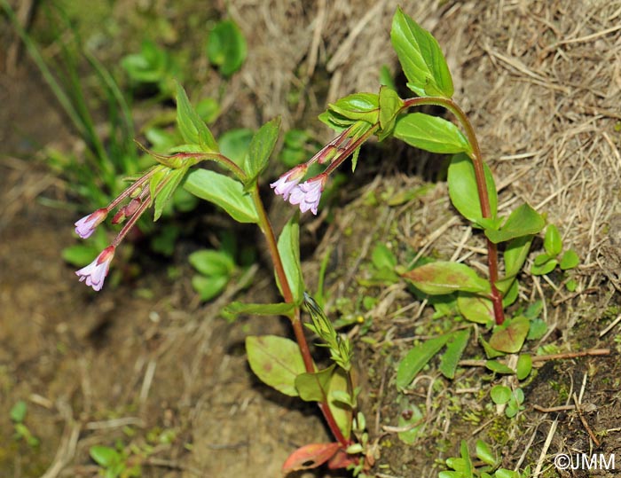 Epilobium alsinifolium