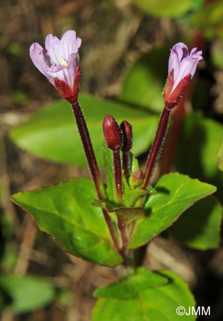 Epilobium alsinifolium