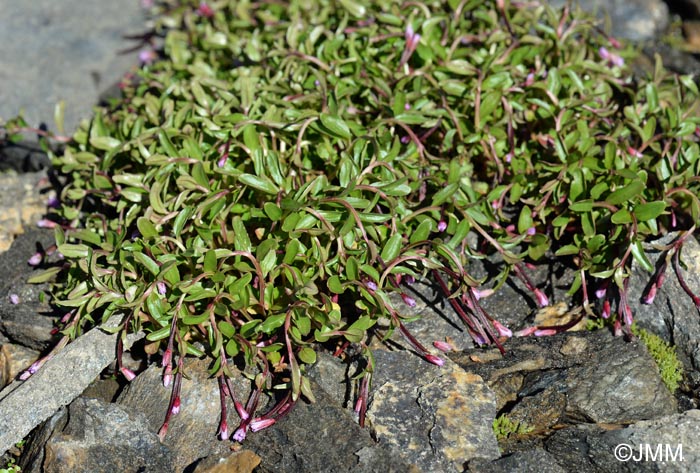 Epilobium anagallidifolium