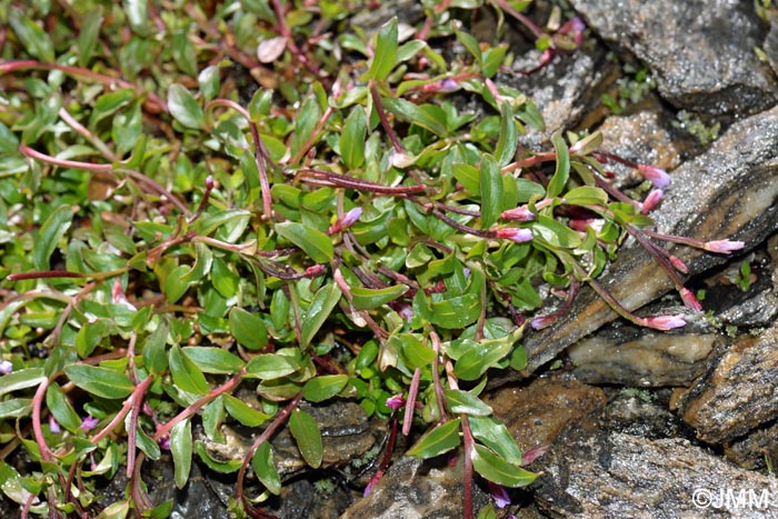 Epilobium anagallidifolium