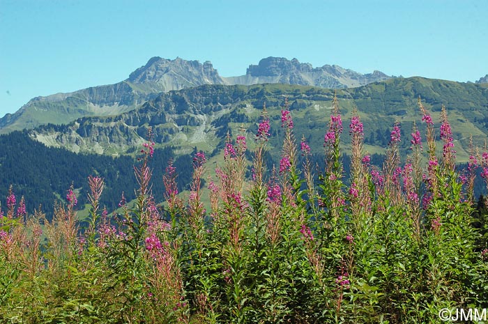 Epilobium angustifolium = Chamaerion angustifolium