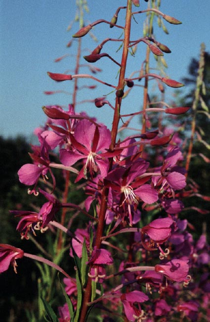 Epilobium angustifolium = Chamaerion angustifolium