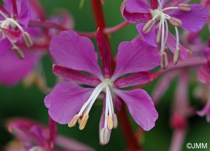 Epilobium angustifolium = Chamaerion angustifolium