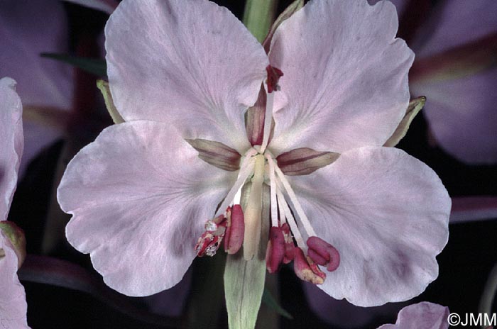 Epilobium angustifolium f. alba = Chamaerion angustifolium f. alba 